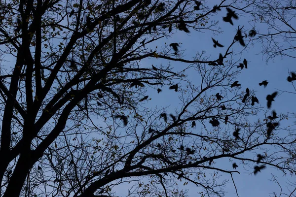Árbol Autimn Yhe Parque Con Cientos Cuervos Encendidos Ite Atardecer — Foto de Stock