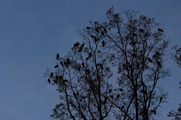 Autimn Tree Yhe Park Hundreds Crows Alighted Ite Dusk — Stock Photo, Image