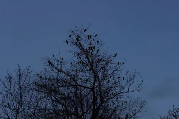 Ein Autistischer Baum Park Mit Hunderten Krähen Brennt Der Dämmerung — Stockfoto