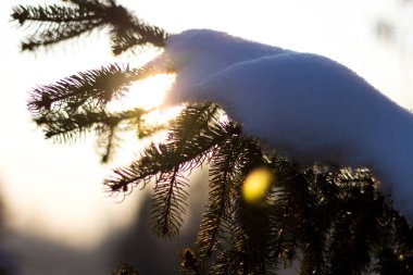 Kar, deniz ve arkasında güneş ışınları ile kaplı çam ağacı dalı