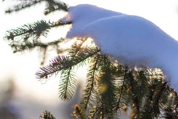 Pine tree branch covered with snow, flairs and sun beams behind