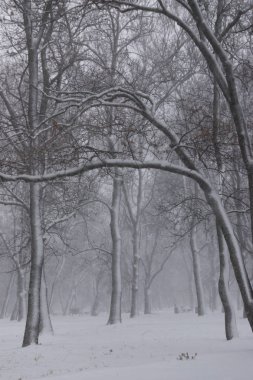 Sofya şehir 16.12.2018 - Georgi Sava Rakovski Milli Savunma Koleji'nden parkta ağaçların üzerinde kar fırtınasında