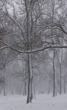 Sofya şehir 16.12.2018 - Georgi Sava Rakovski Milli Savunma Koleji'nden parkta ağaçların üzerinde kar fırtınasında