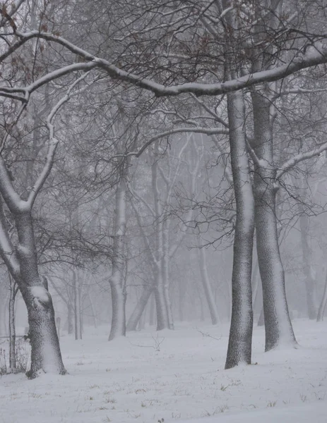 Blizzard in Sofia city on 16.12.2018 - trees in the park of the Georgi Sava Rakovski National Defense College