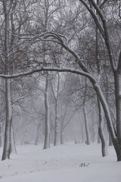 Blizzard in Sofia city on 16.12.2018 - trees in the park of the Georgi Sava Rakovski National Defense College