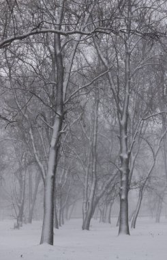 Sofya şehir 16.12.2018 - Georgi Sava Rakovski Milli Savunma Koleji'nden parkta ağaçların üzerinde kar fırtınasında