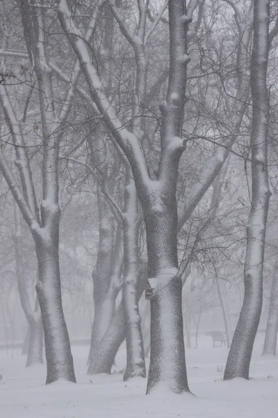 Blizzard in Sofia city on 16.12.2018 - trees in the park of the Georgi Sava Rakovski National Defense College