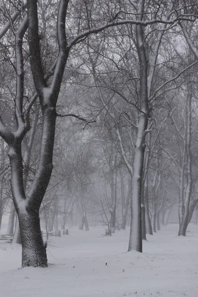 Blizzard in Sofia city on 16.12.2018 - trees in the park of the Georgi Sava Rakovski National Defense College