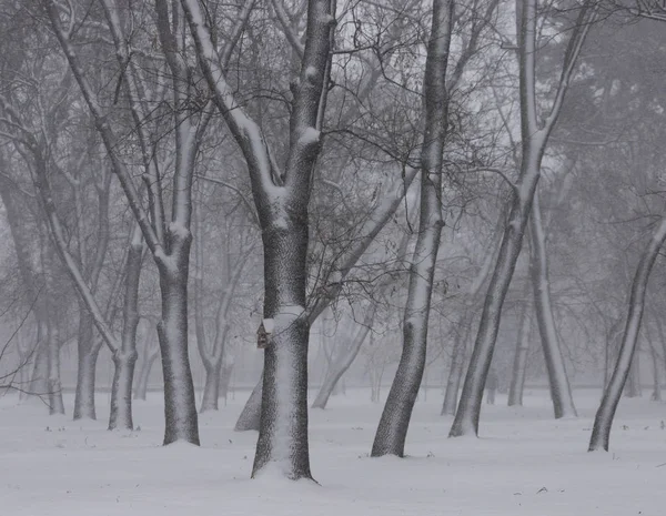 Blizzard in Sofia city on 16.12.2018 - trees in the park of the Georgi Sava Rakovski National Defense College