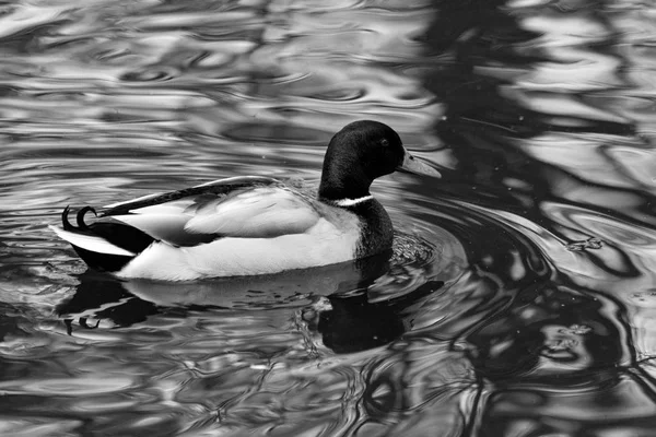 Mallard Anas Platyrhynchos Pato Que Reproduce Las Américas Templadas Subtropicales —  Fotos de Stock