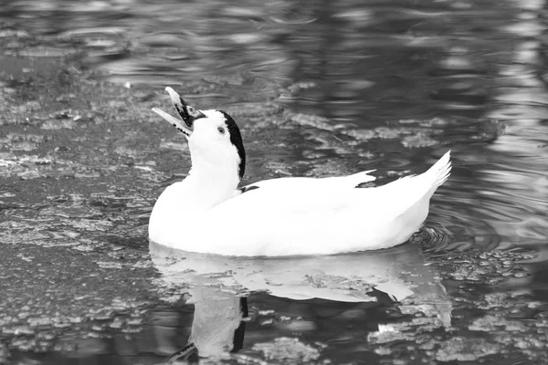 Pekin Duckling. It is the heaviest of all the ducks and is the main breed raised by commercial producers. In fact, 95% of the duck meat consumed in the US is Pekin. — Stock Image Pekin Duckling Heaviest All Ducks Main Breed Raised Commercial Producers Stock Picture