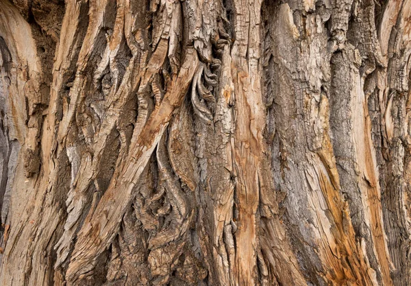 Bir ağaç kabuğuna yakın.