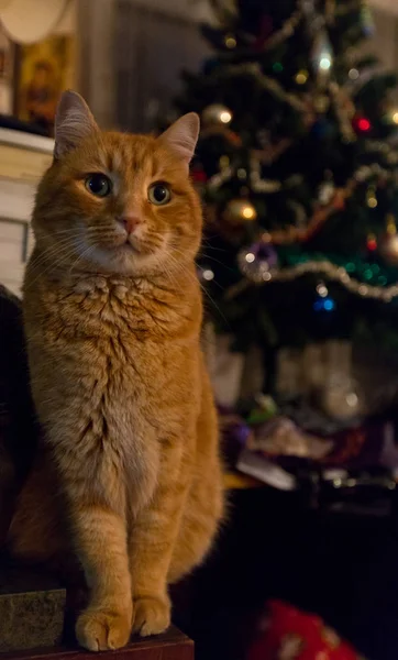 Arthur Cat Christmas Tree Background — Stock Photo, Image