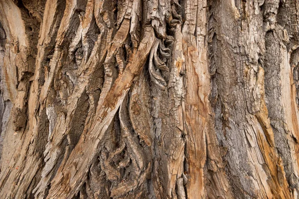 Bir ağaç kabuğuna yakın.