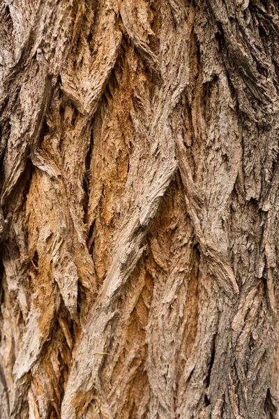 Close Tree Bark — Stock Photo, Image