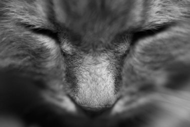 Arthur, kedi yakın çekim