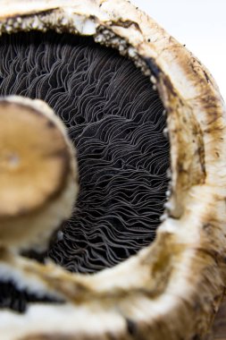 Agaricus - yenilebilir ve zehirli türleri, dünya çapında 300'den fazla muhtemelen üyeleriyle içeren mantar cinsi, yakın çekim. Ortak mantar ve alan mantar cinsi içerir.