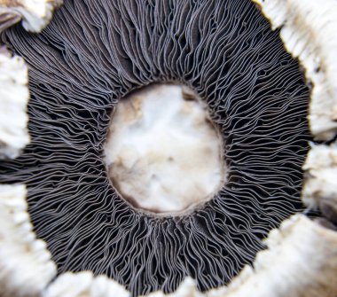 Agaricus - yenilebilir ve zehirli türleri, dünya çapında 300'den fazla muhtemelen üyeleriyle içeren mantar cinsi, yakın çekim. Ortak mantar ve alan mantar cinsi içerir.