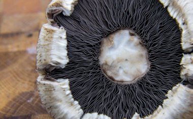 Agaricus - yenilebilir ve zehirli türleri, dünya çapında 300'den fazla muhtemelen üyeleriyle içeren mantar cinsi, yakın çekim. Ortak mantar ve alan mantar cinsi içerir.