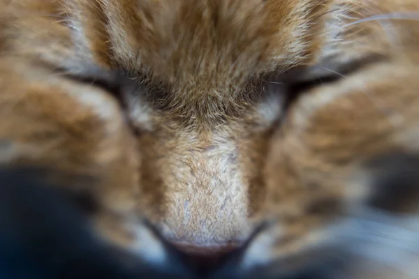 Arthur Kedi Yakın Çekim — Stok fotoğraf