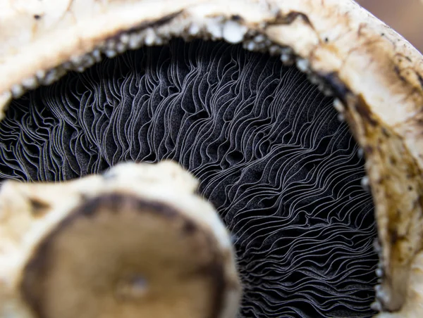 Närbild Agaricus Släkte Svampar Som Innehåller Både Ätbara Och Giftiga — Stockfoto