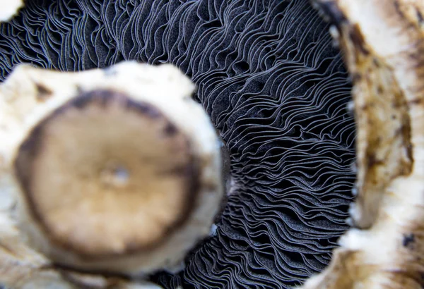 Närbild Agaricus Släkte Svampar Som Innehåller Både Ätbara Och Giftiga — Stockfoto