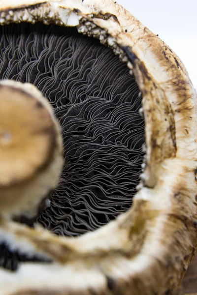 Närbild Agaricus Släkte Svampar Som Innehåller Både Ätbara Och Giftiga — Stockfoto