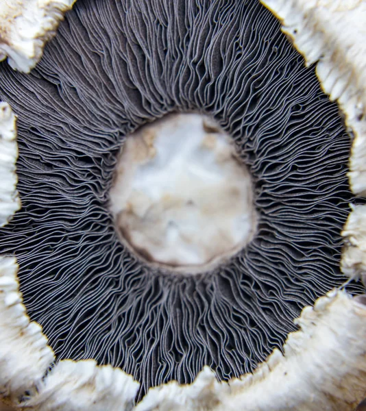 Lähellä Agaricus Suvun Sieniä Jotka Sisältävät Sekä Syötäviä Että Myrkyllisiä — kuvapankkivalokuva