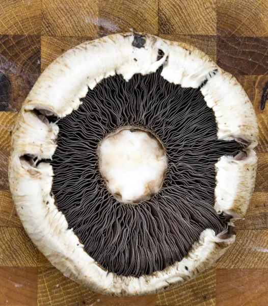 Närbild Agaricus Släkte Svampar Som Innehåller Både Ätbara Och Giftiga — Stockfoto