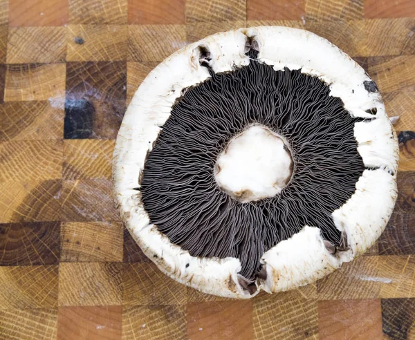 Close Agaricus Genus Mushrooms Containing Both Edible Poisonous Species Possibly — Stock Photo, Image