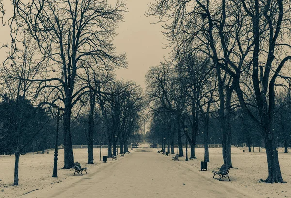 Trees Sofia City Park Borisova Gradina Bulgaria — Stock Photo, Image