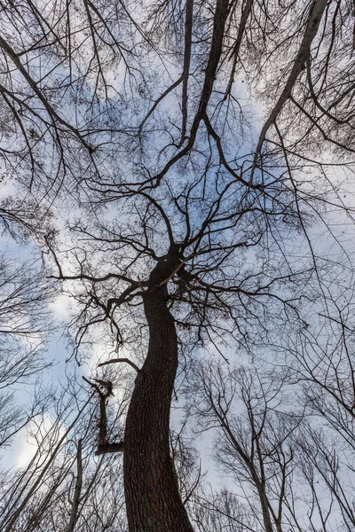 Δέντρα Στο Πάρκο Της Πόλης Σόφια Borisova Gradina Βουλγαρία — Φωτογραφία Αρχείου