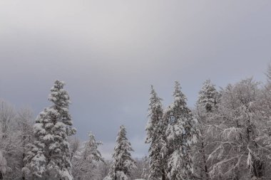 Osogovo mountain, Bulgaria, 01.2019 gelen kış manzarası