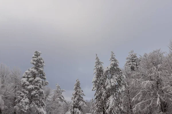 Winter Landscape Osogovo Mountain Bulgaria 2019 — Stock Photo, Image