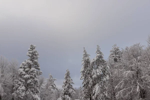 Zimní Krajina Osogovo Hory Bulharska 2019 — Stock fotografie