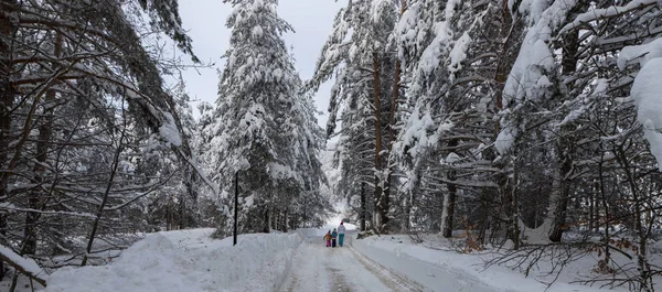 Зимний Пейзаж Горы Осогово Болгария 2019 — стоковое фото