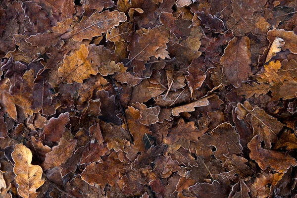 Feuilles Arbres Pourries Tombées Gel — Photo