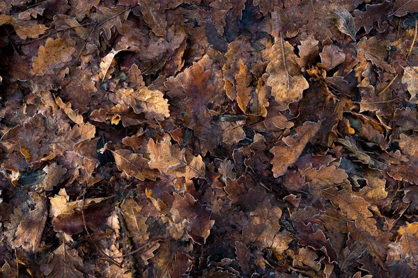 Fallen Rotten Tree Leafs Frost — Stock Photo, Image