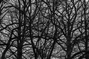 Ağaç dalları örgüsü