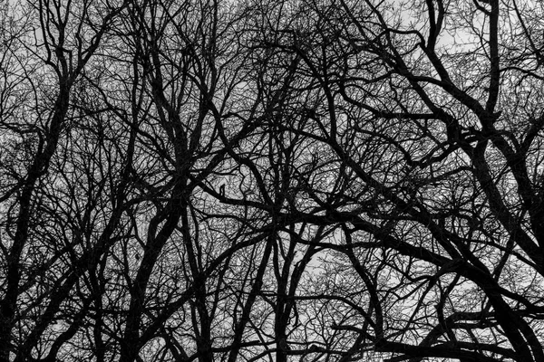 Noeud Branches Arbres — Photo