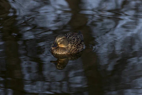 Canard Colvert Anas Platyrhynchos Est Canard Barboteur Qui Reproduit Dans — Photo