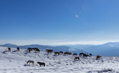 Vratsa, Bulgaristan, 02.16.2019: Kış Stara planina Dağı - izleme Lakatnik Köyü, Milanovo Köyü, Parshevitsa tepe, Parshevitsa kulübe, Opletnya Köyü