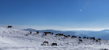 Vratsa, Bulgaristan, 02.16.2019: Kış Stara planina Dağı - izleme Lakatnik Köyü, Milanovo Köyü, Parshevitsa tepe, Parshevitsa kulübe, Opletnya Köyü