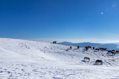 Vratsa, Bulgaristan, 02.16.2019: Kış Stara planina Dağı - izleme Lakatnik Köyü, Milanovo Köyü, Parshevitsa tepe, Parshevitsa kulübe, Opletnya Köyü