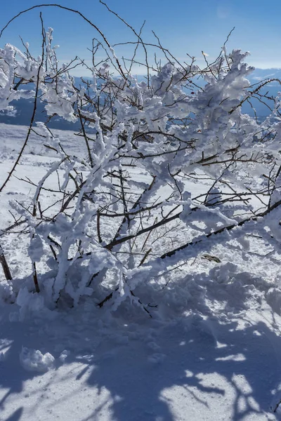 Vratsa Bulgarien 2019 Vinter Spårning Stara Planina Berg Milanovo Village — Stockfoto