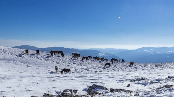 Vratsa, Bulgaristan, 02.16.2019: Kış Stara planina Dağı - izleme Lakatnik Köyü, Milanovo Köyü, Parshevitsa tepe, Parshevitsa kulübe, Opletnya Köyü