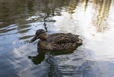 Mandarin (AIX galericulata) - bir tıraşlama ördek Doğu Asya'da bulunan türler. Erişkin erkeğin bir kırmızı gagası, göz ve kırmızımsı yüz ve 