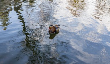 Mandarin (AIX galericulata) - bir tıraşlama ördek Doğu Asya'da bulunan türler. Erişkin erkeğin bir kırmızı gagası, göz ve kırmızımsı yüz ve 