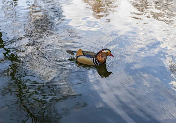 Pato Mandarim Aix Galericulata Uma Espécie Pato Poleiro Encontrada Leste — Fotografia de Stock