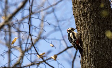 bir ağaç üzerinde büyük benekli ağaçkakan